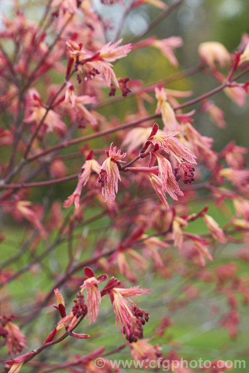 The young foliage and flowers of one of the many cultivars of the Japanese Maple (<i>Acer palmatum</i>), a widely cultivated 8m tall deciduous tree from Japan and Korea. There are many cultivated forms, grown for their form and their foliage, which is beautiful at all stages of growth. Order: Sapindales, Family: Sapindaceae