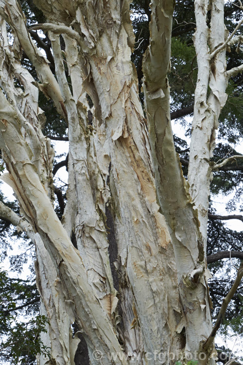 The multi-layered peeling bark of the Broad-leafed. Paperbark (<i>Melaleuca quinquenervia [syn. Melaleuca viridiflora var. rubriflora]), an evergreen Australian tree that is now a weed in some subtropical areas. It occurs naturally in eastern Australia and New Caledonia, grows to as much as 25m tall and has white to cream flowerheads that open mainly in summer. melaleuca-2126htm'>Melaleuca. .