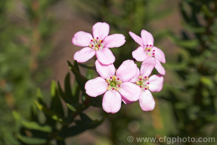 Anysbuchu or Klipsisssie (<i>Adenandra fragrans</i>), a 40-50 high, evergreen, spring-flowering shrub native to South Africa. Despite the specific name, it does not have much fragrance, just a very delicate prettiness. Order: Sapindales, Family: Rutaceae