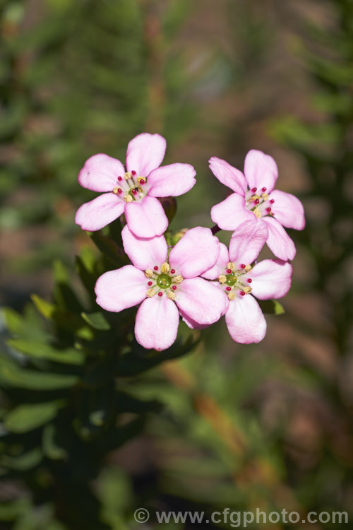 Anysbuchu or Klipsisssie (<i>Adenandra fragrans</i>), a 40-50 high, evergreen, spring-flowering shrub native to South Africa. Despite the specific name, it does not have much fragrance, just a very delicate prettiness. Order: Sapindales, Family: Rutaceae