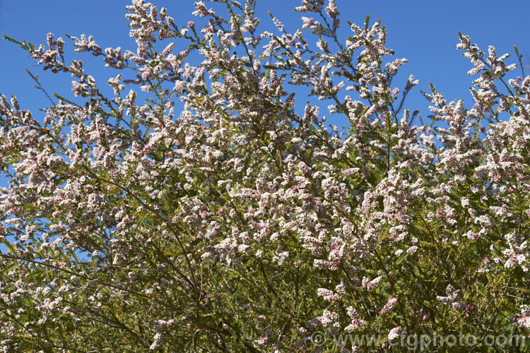 Grampians. Thryptomene (<i>Thryptomene calycina</i>), an evergreen, late winter- to spring-flowering 15-18m high shrub native to western Victoria, Australia, particularly the Grampian region. The flowers open white from pink-tinted buds and often develop pink tones as they age. thryptomene-2918htm'>Thryptomene. .