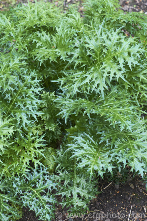 <i>Acanthus spinosus</i>, an evergreen perennial from the Mediterranean region. The leaves are up to 30cm across x 45cm long with deeply cut spiny lobes. Order: Lamiales, Family: Acanthaceae