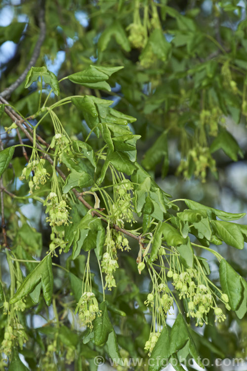 The young spring foliage and flowers of the Three-toothed Maple (<i>Acer buergerianum</i>) with developing samara. This small deciduous tree is native to Japan and nearby parts of eastern China. Its leaves are small and very distinctive because they have only three lobes. Order: Sapindales, Family: Sapindaceae