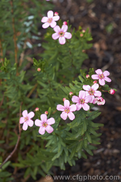 Anysbuchu or Klipsisssie (<i>Adenandra fragrans</i>), a 40-50 high, evergreen, spring-flowering shrub native to South Africa. Despite the specific name, it does not have much fragrance, just a very delicate prettiness. Order: Sapindales, Family: Rutaceae