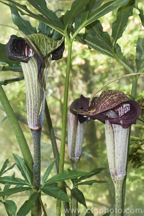 Arisaema urashima (syn. Arisaema thunbergii subsp. urashima</i>), a spring-flowering bulb native to the woodlands of Japan where it is widespread. It is sometimes known by the interesting common name of Dominatrix Jack-in-the-Pulpit because of its whip-like appendage. Order: Alismatales, Family: Araceae