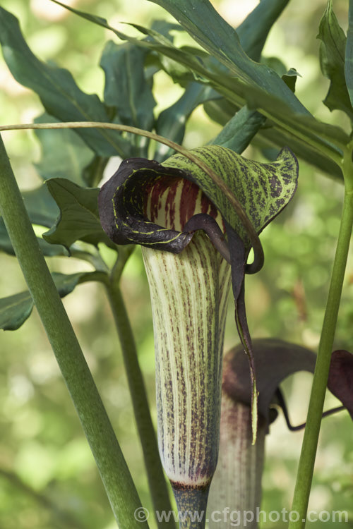 Arisaema urashima (syn. Arisaema thunbergii subsp. urashima</i>), a spring-flowering bulb native to the woodlands of Japan where it is widespread. It is sometimes known by the interesting common name of Dominatrix Jack-in-the-Pulpit because of its whip-like appendage. Order: Alismatales, Family: Araceae