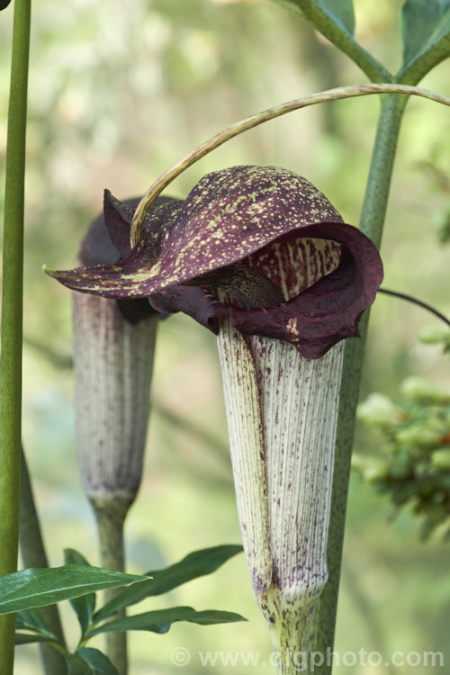 Arisaema urashima (syn. Arisaema thunbergii subsp. urashima</i>), a spring-flowering bulb native to the woodlands of Japan where it is widespread. It is sometimes known by the interesting common name of Dominatrix Jack-in-the-Pulpit because of its whip-like appendage. Order: Alismatales, Family: Araceae