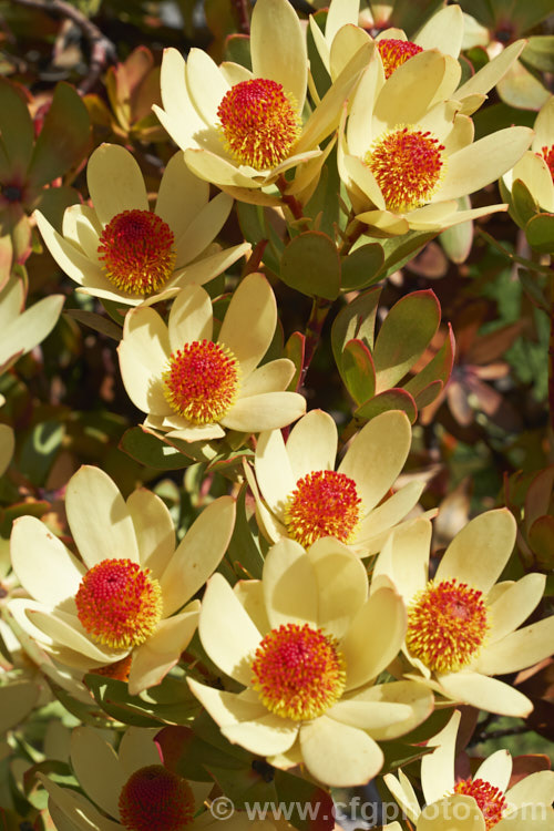 Leucadendron 'Summer. Sun' (<i>Leucadendron laureolum x Leucadendron strobilinum</i>), a compact, heavy-flowering evergreen shrub that is at its best in spring when its bracts are a bright cream shade and the pompoms of small orange flowers open from red buds. It is an excellent cut flower, though short-stemmed. leucadendron-2138htm'>Leucadendron.