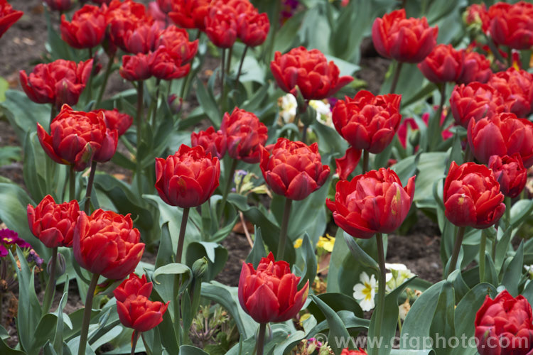 Tulipa 'Red Princess' (<i>Category 11 - Double late</i>), a sport of 'Orange Princess' with a compact growth habit and sturdy double flowers in a distinctive orange-red shade. Order: Liliales, Family: Liliaceae