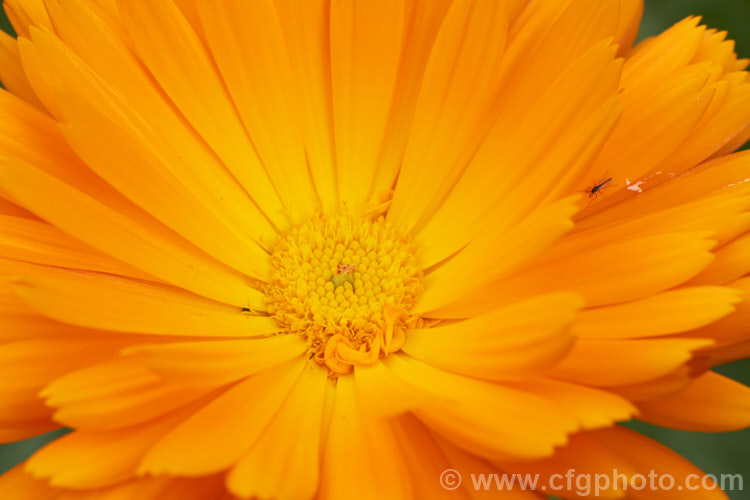 Pot. Marigold or Scotch Marigold (<i>Calendula officinalis</i>), an annual or short-lived perennial that flowers in winter and early spring. It has extensive herbal and medicinal uses.