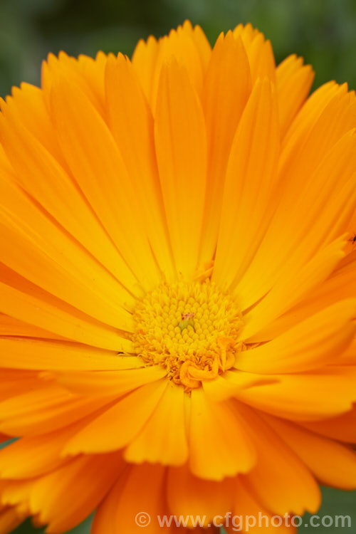 Pot. Marigold or Scotch Marigold (<i>Calendula officinalis</i>), an annual or short-lived perennial that flowers in winter and early spring. It has extensive herbal and medicinal uses.