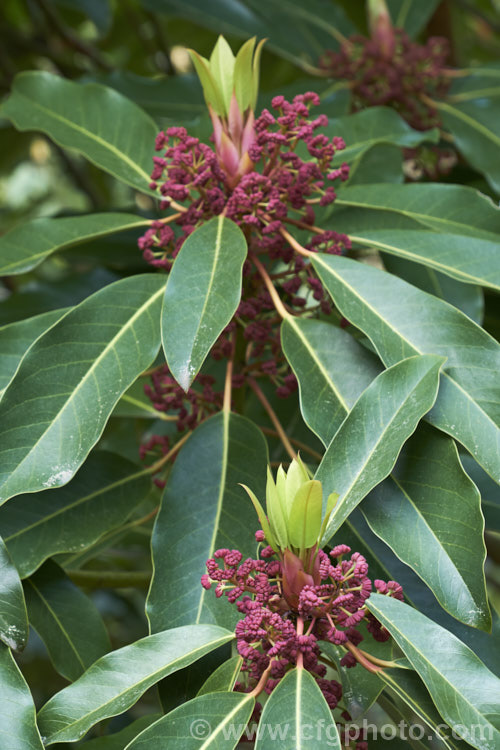 Daphniphyllum himalayense var. macropodum, a form of a densely foliaged, evergreen. Nepalese shrub or small tree. Until it flowers it looks rather like a large rhododendron but the pinkish red clusters of small flowers are quite distinctive. Bright green new growth follows the flowers. Some botanists regard this plant as synonymous with Daphniphyllum macropodum. daphniphyllum-2850htm'>Daphniphyllum. <a href='daphniphyllaceae-plant-family-photoshtml'>Daphniphyllaceae</a>.