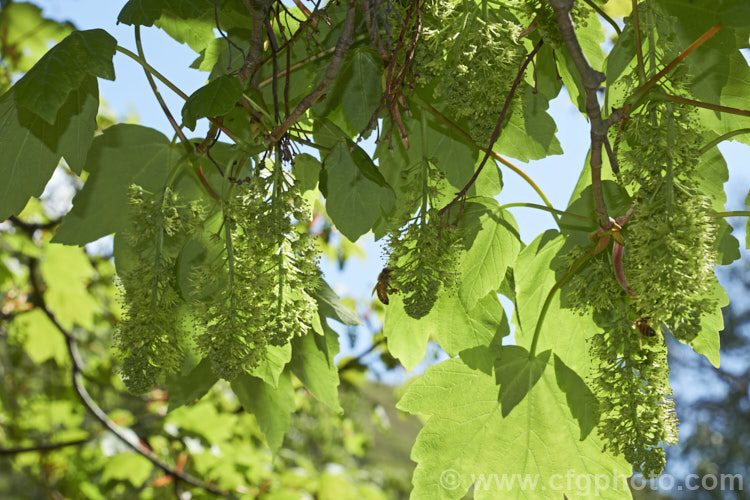 The young spring foliage and flowers of the Sycamore (<i>Acer pseudoplatanus</i>), a 30-40m tall deciduous tree with a wide natural distribution in the Eurasian region. Its timber is often used for making string instruments. Order: Sapindales, Family: Sapindaceae