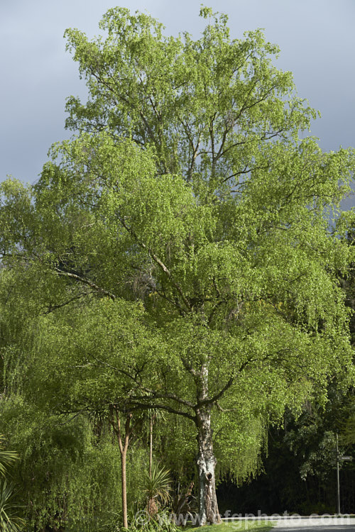 Paper. Birch, White Birch or Canoe. Birch (<i>Betula papyrifera</i>) in spring. This very hardy 30m tall, deciduous tree is native to northern North America and southern Greenland. Similar to the Eurasian. Betula pendula. betula-2077htm'>Betula. <a href='betulaceae-plant-family-photoshtml'>Betulaceae</a>.