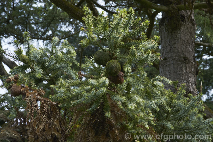 Parana Pine, Brazilian Pine or Candelabra Tree (<i>Araucaria angustifolia</i>) with developing seed cones. This evergreen conifer grows to 40m tall and is found in Brazil and neighbouring parts of Paraguay and Argentina, usually in mountain forests at elevations up to 1800m. Its branches are covered in fierce, sharp edged, spine-tipped leaves, as is the trunk when young. When mature, the tree has branches held in a distinctive radiating pattern resembling a candelabra. Order: Pinales, Family: Araucariaceae