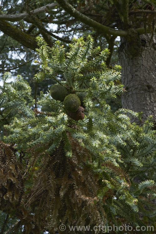 Parana Pine, Brazilian Pine or Candelabra Tree (<i>Araucaria angustifolia</i>) with developing seed cones. This evergreen conifer grows to 40m tall and is found in Brazil and neighbouring parts of Paraguay and Argentina, usually in mountain forests at elevations up to 1800m. Its branches are covered in fierce, sharp edged, spine-tipped leaves, as is the trunk when young. When mature, the tree has branches held in a distinctive radiating pattern resembling a candelabra. Order: Pinales, Family: Araucariaceae