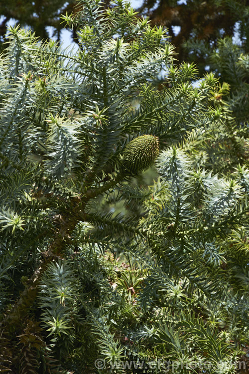 Parana Pine, Brazilian Pine or Candelabra Tree (<i>Araucaria angustifolia</i>) with developing seed cones. This evergreen conifer grows to 40m tall and is found in Brazil and neighbouring parts of Paraguay and Argentina, usually in mountain forests at elevations up to 1800m. Its branches are covered in fierce, sharp edged, spine-tipped leaves, as is the trunk when young. When mature, the tree has branches held in a distinctive radiating pattern resembling a candelabra. Order: Pinales, Family: Araucariaceae