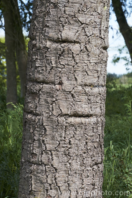 The distinctive trunk of the Parana Pine, Brazilian Pine or Candelabra Tree (<i>Araucaria angustifolia</i>), an evergreen conifer up to 40m tall, found in Brazil and neighbouring parts of Paraguay and Argentina, usually in mountain forests at elevations up to 1800m. Its branches are covered in fierce, sharp edged, spine-tipped leaves, as is the trunk when young. When mature, the tree has branches held in a distinctive radiating pattern resembling a candelabra. Order: Pinales, Family: Araucariaceae