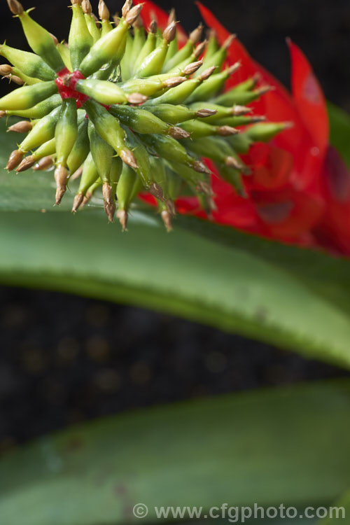 The developing flowerhead of <i>Aechmea nudicaulis</i> var. <i>cuspidata</i>, a natural variety of a bromeliad found in Central America, Mexico and the West indies. Varietas <i>cuspidata</i> differs from the species in having reddish spotting on the foliage. Order: Poales, Family: Bromeliaceae