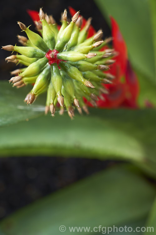 The developing flowerhead of <i>Aechmea nudicaulis</i> var. <i>cuspidata</i>, a natural variety of a bromeliad found in Central America, Mexico and the West indies. Varietas <i>cuspidata</i> differs from the species in having reddish spotting on the foliage. Order: Poales, Family: Bromeliaceae