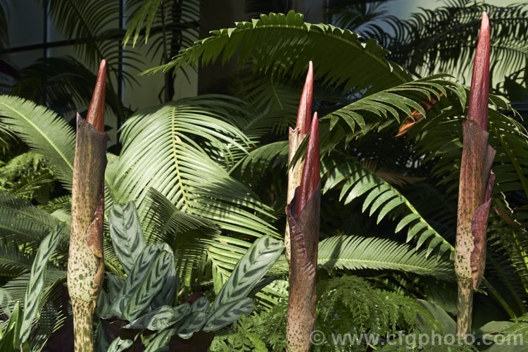 Devil's Tongue, Snake Palm or Umbrella Arum (<i>Amorphophallus rivieri</i>), a large cormous perennial found from Indonesia to southern Japan. It produces deeply divided leaves up to 13m wide and pungent aroid flowers with a spathe to 40cm long and a spadix and appendix to 55cm long. This is the cultivar 'Konjac', which has a slightly larger limb than the species and is cultivated in its native range for its edible corms. Order: Alismatales, Family: Araceae