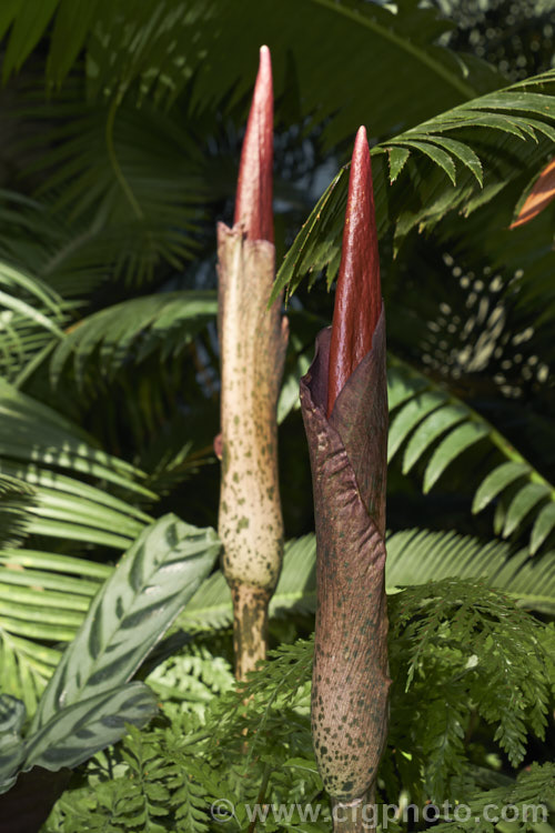 Devil's Tongue, Snake Palm or Umbrella Arum (<i>Amorphophallus rivieri</i>), a large cormous perennial found from Indonesia to southern Japan. It produces deeply divided leaves up to 13m wide and pungent aroid flowers with a spathe to 40cm long and a spadix and appendix to 55cm long. This is the cultivar 'Konjac', which has a slightly larger limb than the species and is cultivated in its native range for its edible corms. Order: Alismatales, Family: Araceae