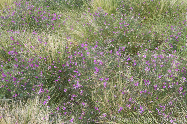 Common Vetch (<i>Vicia sativa</i>), a spring-flowering perennial legume originally native to Eurasia but now widespread and considered a weed in many areas. vicia-3388htm'>Vicia.