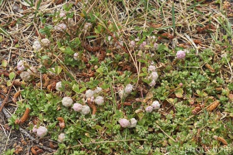 Strawberry Clover (<i>Trifolium fragiferum</i>), a small, low, spreading clover with spring-borne heads of tiny, pink-tinted cream flowers that develop into seedheads with overlapping inflated sepals that give them a resemblance to a strawberry or raspberry. trifolium-3369htm'>Trifolium.