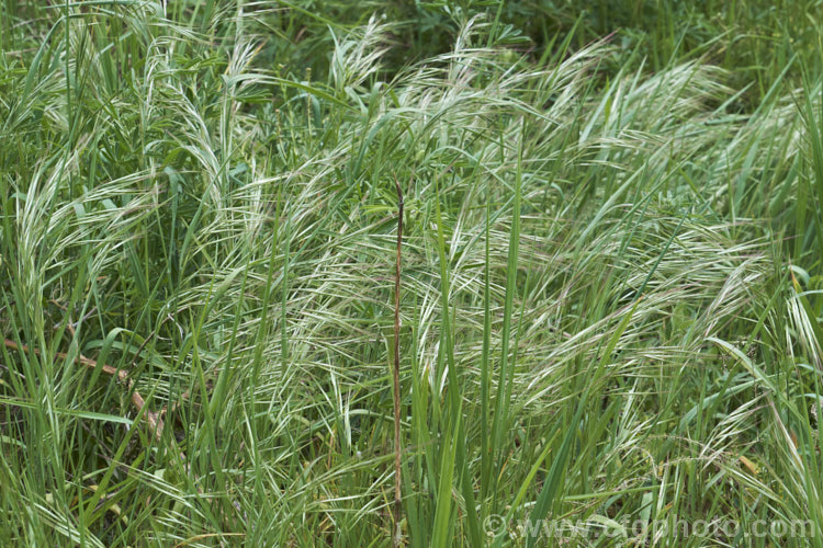 Ripgut. Brome or Great Brome (<i>Bromus diandrus</i>), an annual grass originally native to the Mediterranean area but now widely naturalised. It usually occurs as a weed on waste ground. The seeds have a barb that enables them to cling to clothing or to lodge in the paws or eyes of domestic pets. bromus-2608htm'>Bromus. .