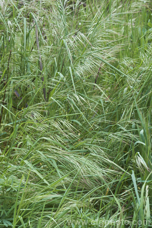 Ripgut. Brome or Great Brome (<i>Bromus diandrus</i>), an annual grass originally native to the Mediterranean area but now widely naturalised. It usually occurs as a weed on waste ground. The seeds have a barb that enables them to cling to clothing or to lodge in the paws or eyes of domestic pets. bromus-2608htm'>Bromus. .