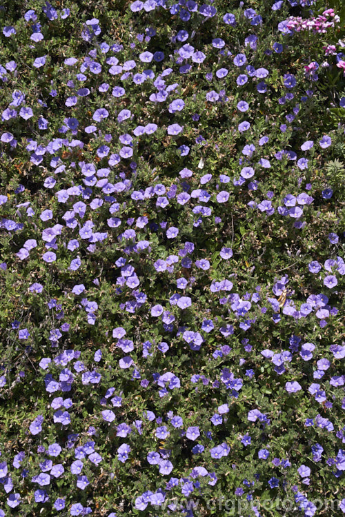 Convolvulus sabatius (syn. Convolvulus mauritanicus</i>), a spreading, summer-flowering groundcover from Italy and northern Africa. It can be used in gardens to cover low banks or spill over walls. Convolvulaceae. Order: Solanales, Family: Convolvulaceae