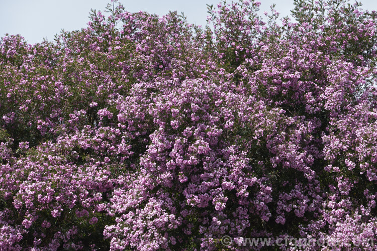 Keurboom (<i>Virgilia divaricata</i>), an evergreen leguminous large shrub or tree native to South Africa. The flowers, which open from spring, are pleasantly scented and range in colour from almost white to deep purple-pink. virgilia-3391htm'>Virgilia.