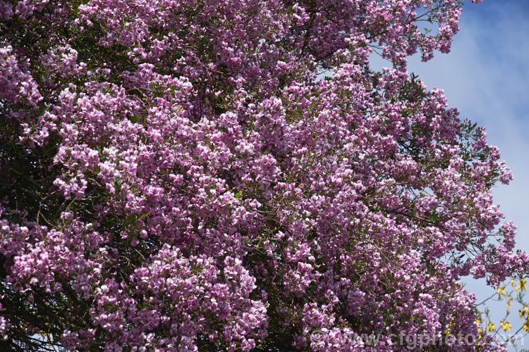 Keurboom (<i>Virgilia divaricata</i>), an evergreen leguminous large shrub or tree native to South Africa. The flowers, which open from spring, are pleasantly scented and range in colour from almost white to deep purple-pink. virgilia-3391htm'>Virgilia.