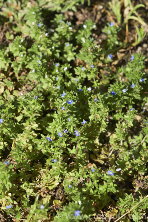 Turf. Speedwell, Thyme-leaved Speedwell or Creeping Speedwell (<i>Veronica serpyllifolia</i>), a low, spreading annual or short-lived perennial with a widespread natural distribution and often seen as a lawn weed. The flower colour ranges from white to bright blue. Veronica filiformis is a similar species with somewhat different foliage