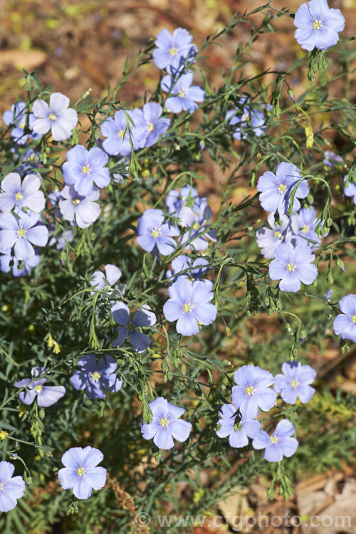 Lewis. Flax, Blue Flax or Prairie. Flax (<i>Linum lewisii [syn. Linum perenne subsp. lewisii]), an upright, late spring-flowering perennial found in western North America from the Mississippi to the Pacific. Ocean and from Alaska to Baja. California. It grows to around 60cm high x 1m wide. Order: Malpighiales, Family: Linaceae