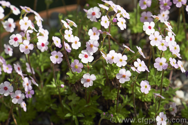 Androsace rigida, a small, cushion-forming, spring-flowering perennial native to subalpine areas of southwestern China. It is widely cultivated as an alpine house or rockery plant. Order: Ericales, Family: Primulaceae