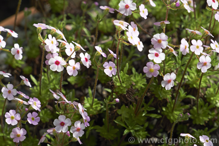 Androsace rigida, a small, cushion-forming, spring-flowering perennial native to subalpine areas of southwestern China. It is widely cultivated as an alpine house or rockery plant. Order: Ericales, Family: Primulaceae