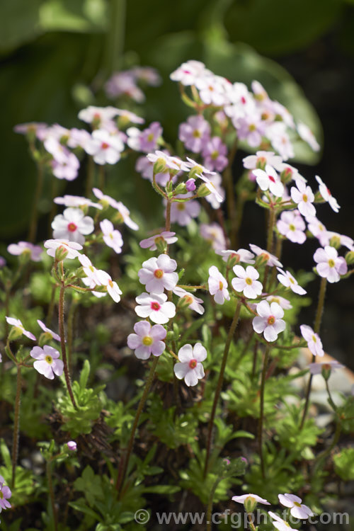 Androsace rigida, a small, cushion-forming, spring-flowering perennial native to subalpine areas of southwestern China. It is widely cultivated as an alpine house or rockery plant. Order: Ericales, Family: Primulaceae