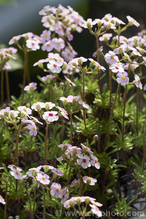 Androsace rigida, a small, cushion-forming, spring-flowering perennial native to subalpine areas of southwestern China. It is widely cultivated as an alpine house or rockery plant. Order: Ericales, Family: Primulaceae