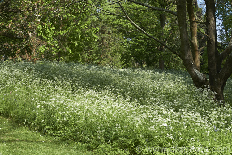 Cow. Parsley (<i>Anthriscus sylvestris</i>) growing among deciduous trees. This woodland annual or short-lived perennial is usually seen growing as a roadside weed. Originally native to Europe, western Asia and North Africa, it has now naturalised in many temperate areas. It is seldom a serious weed of cultivated ground. anthriscus-2194htm'>Anthriscus.