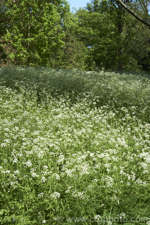 Cow. Parsley (<i>Anthriscus sylvestris</i>) growing among deciduous trees. This woodland annual or short-lived perennial is usually seen growing as a roadside weed. Originally native to Europe, western Asia and North Africa, it has now naturalised in many temperate areas. It is seldom a serious weed of cultivated ground. anthriscus-2194htm'>Anthriscus.