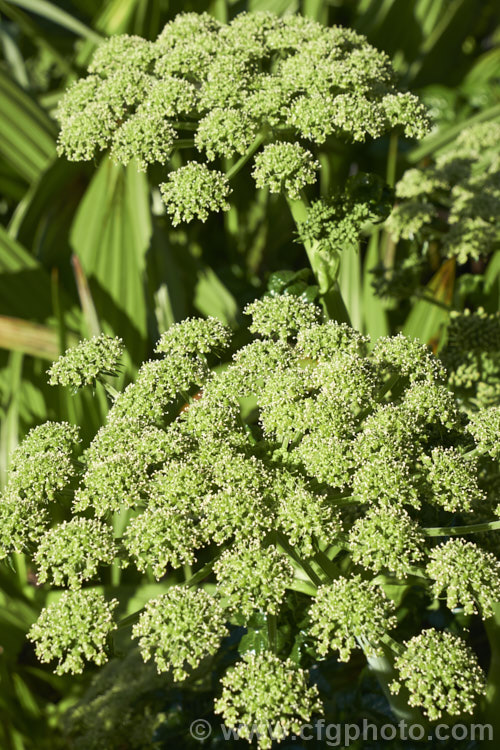 Angelica pachycarpa, an evergreen or near-evergreen spring-flowering perennial cultivated for its very glossy foliage, which is sometimes used as an ornamental garnish