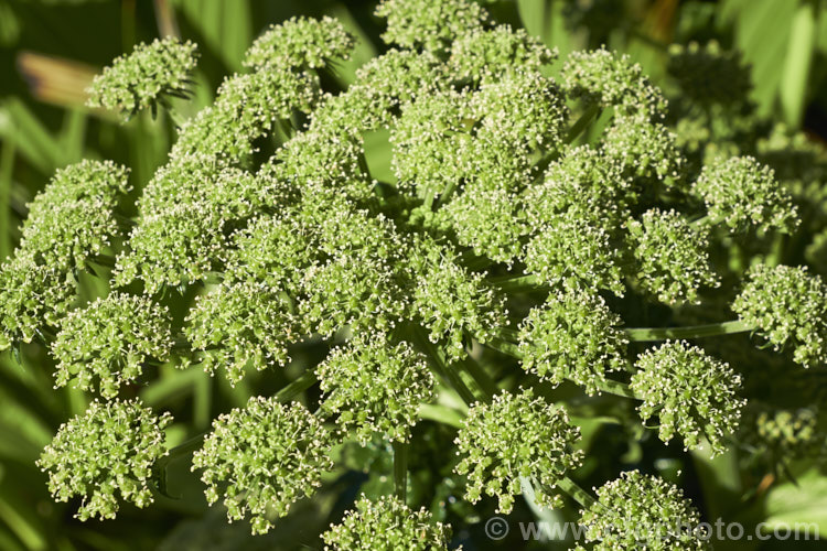 Angelica pachycarpa, an evergreen or near-evergreen spring-flowering perennial cultivated for its very glossy foliage, which is sometimes used as an ornamental garnish