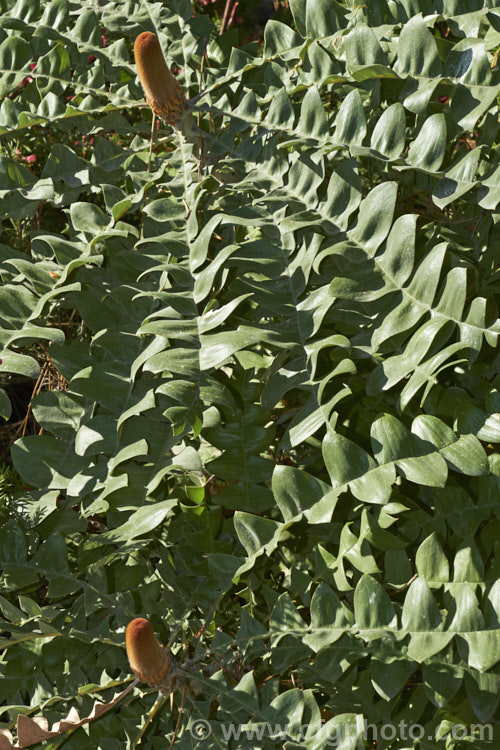 Giant Banksia or Bull. Banksia (<i>Banksia grandis</i>), a small evergreen tree to 8m tall, native to southwestern Australia. The deeply cut foliage is a distinctive feature and is incised to the midrib. Order: Proteales, Family: Proteaceae