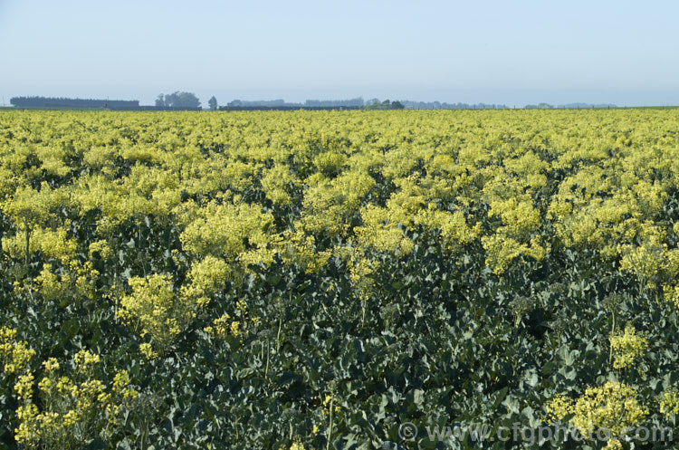 Broccoli (<i>Brassica oleracea - Botrytis Group</i>), a cabbage family vegetable grown for its edible flower bud head. Broccoli is widely regarded as the most nutritious of the brassicas. These plants have been allowed to flower as they are being grown for seed production