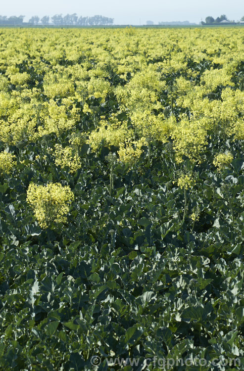 Broccoli (<i>Brassica oleracea - Botrytis Group</i>), a cabbage family vegetable grown for its edible flower bud head. Broccoli is widely regarded as the most nutritious of the brassicas. These plants have been allowed to flower as they are being grown for seed production