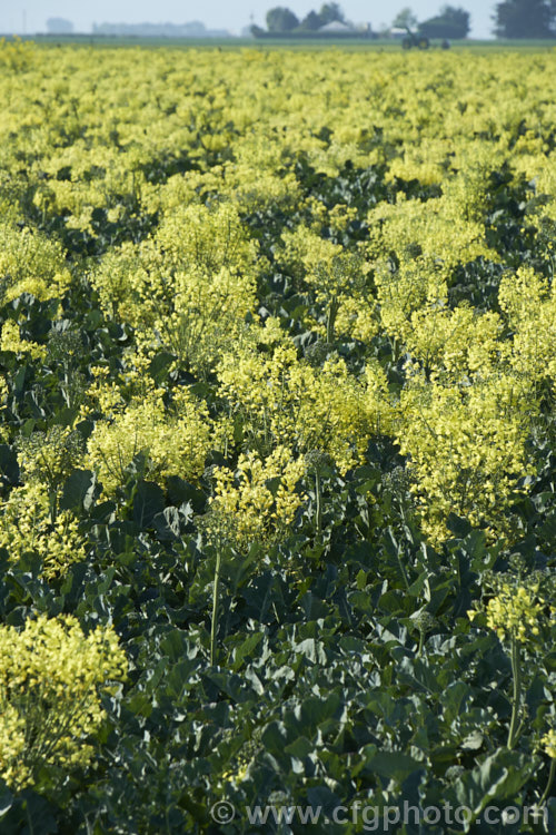 Broccoli (<i>Brassica oleracea - Botrytis Group</i>), a cabbage family vegetable grown for its edible flower bud head. Broccoli is widely regarded as the most nutritious of the brassicas. These plants have been allowed to flower as they are being grown for seed production