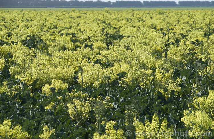 Broccoli (<i>Brassica oleracea - Botrytis Group</i>), a cabbage family vegetable grown for its edible flower bud head. Broccoli is widely regarded as the most nutritious of the brassicas. These plants have been allowed to flower as they are being grown for seed production