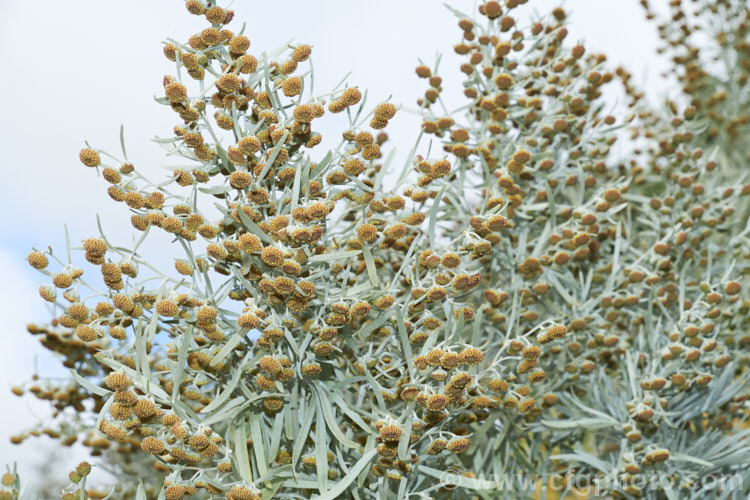 Shrub. Wormwood (<i>Artemisia arborescens</i>), a shrubby evergreen perennial native to the Mediterranean region. It can grow to 15m high x 2m wide. The flowerheads, which open in spring, are not especially showy and they plant is mainly grown for its silver-grey foliage. artemisia-2364htm'>Artemisia.