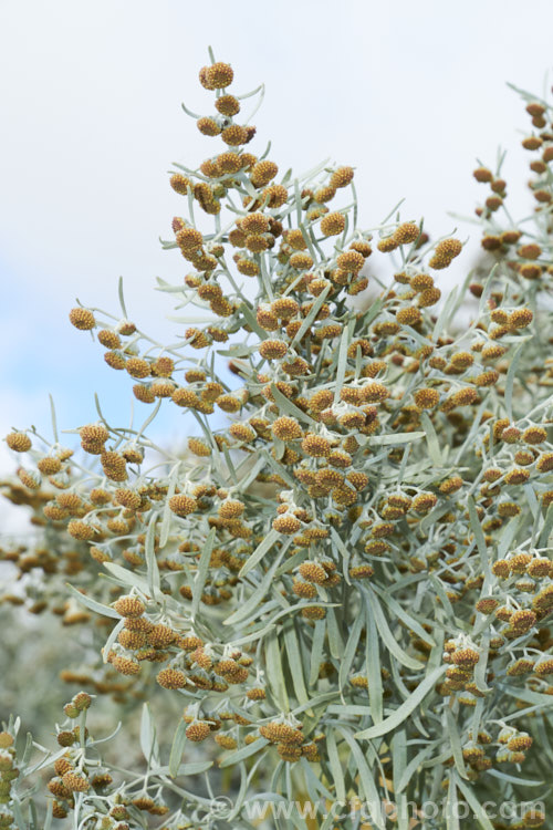 Shrub. Wormwood (<i>Artemisia arborescens</i>), a shrubby evergreen perennial native to the Mediterranean region. It can grow to 15m high x 2m wide. The flowerheads, which open in spring, are not especially showy and they plant is mainly grown for its silver-grey foliage. artemisia-2364htm'>Artemisia.